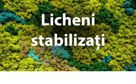 Licheni stabilizați