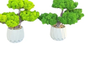 Bonsai Oriental cu Licheni Stabilizați